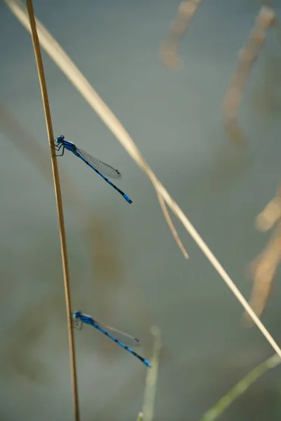 Mavi Yusufçukların Dikey Görüntüsü Çimlerin Üzerinde Bulanık Bir Arka Planda — Stok fotoğraf