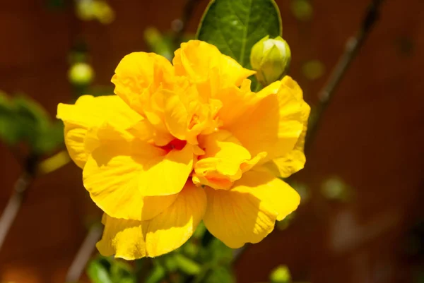 Tropische Helle Hibiskus Oder Hibiskus Guatemala Gelb Mittelamerika — Stockfoto