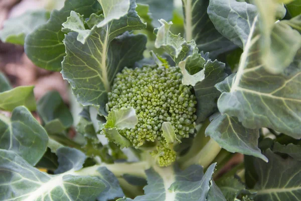 Detail Broccoli Flower Close Organic Garden — Stock Photo, Image
