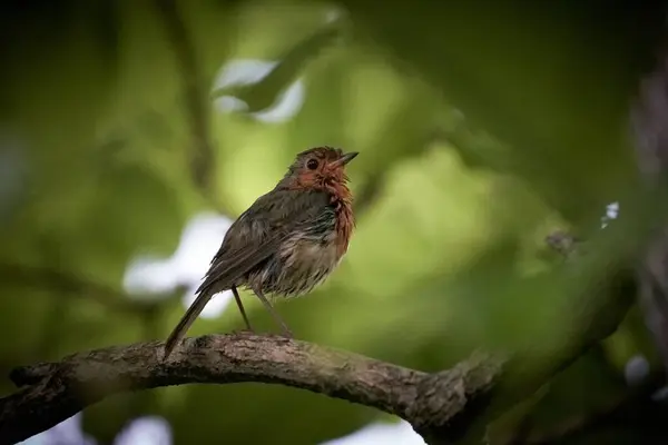 Closeup Shot Little Cute Bird Branch Tree — Stock Photo, Image