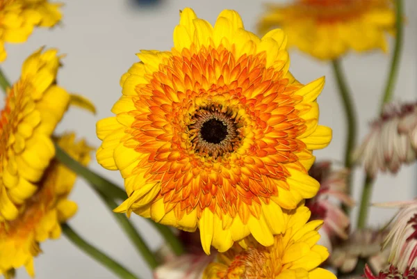 Virág Gerbera Gerbera Hybrida Guatemalában Közép Amerikában — Stock Fotó