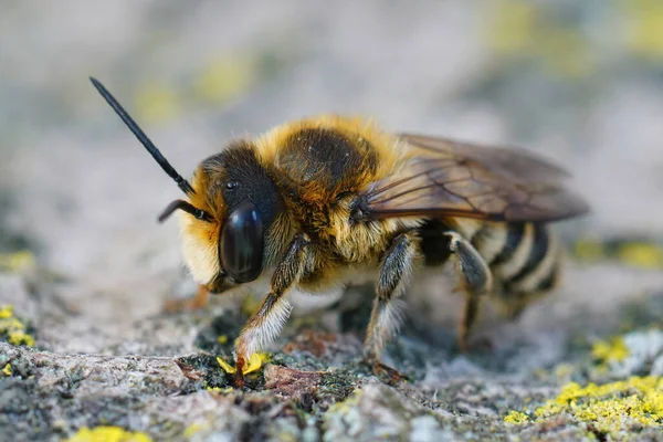 Gard Fransa Dan Megachile Albisecta Adlı Beyaz Kesimli Bir Erkek — Stok fotoğraf