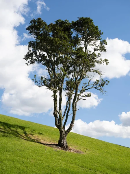 View Lonely Pohutukawa Tree Green Field — Stock Photo, Image