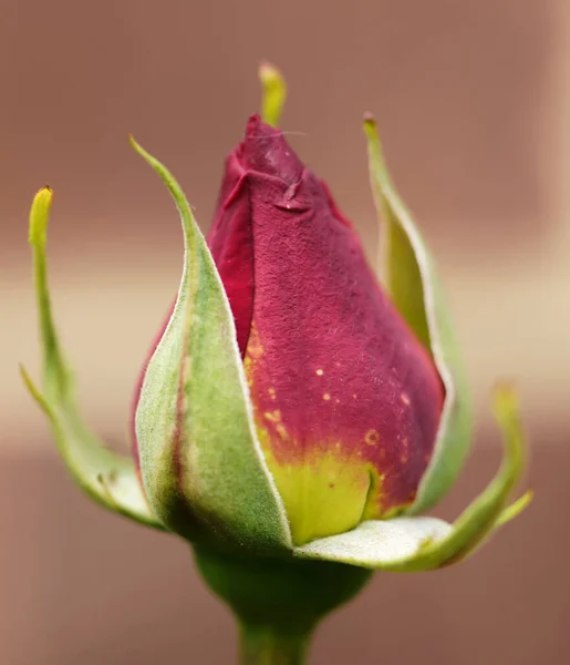 Ένα Κοντινό Πλάνο Από Ένα Υπέροχο Μπουμπούκι Τριαντάφυλλου Όμορφα Πράσινα — Φωτογραφία Αρχείου