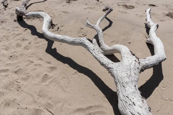 Close Uma Árvore Seca Areia Cape Cod Massachusetts — Fotografia de Stock