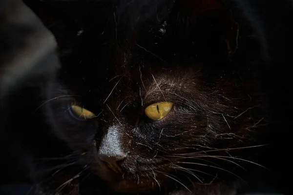 一只可爱的黑猫躺在阳光下看东西的特写镜头 — 图库照片