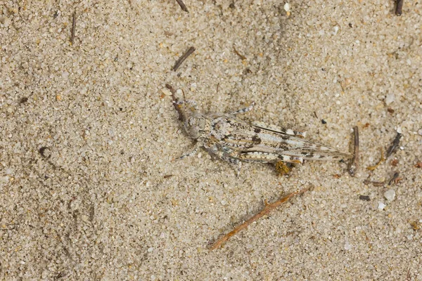 Eine Heuschrecke Getarnt Auf Dem Sand Mit Der Gleichen Farbe — Stockfoto