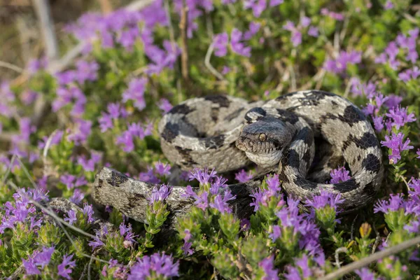 Eurooppalainen Kissa Käärme Tai Soosan Snake Telescopus Fallax Käpertynyt Välimeren — kuvapankkivalokuva