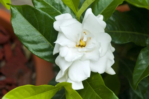 Gardenia Jasminoides Guatemala Central America White Flower — Stock Photo, Image