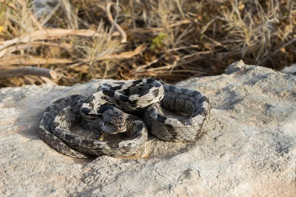 European Cat Snake Soosan Snake Telescopus Fallax Curled Staring Limestone — Stock Photo, Image