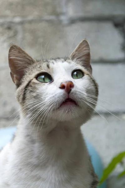 แมวในบ านในสวน ลาต นอเมร วเตมาลา — ภาพถ่ายสต็อก