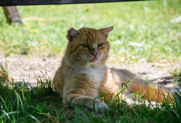 Hauskatze Mit Narben Liegt Auf Gras — Stockfoto