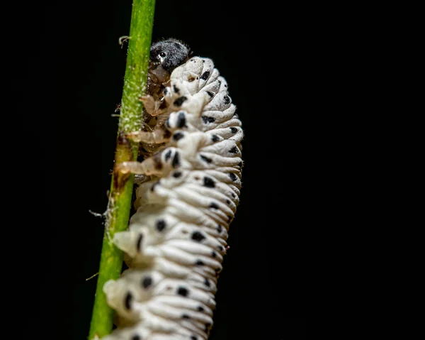 Primer Plano Una Oruga Sobre Una Planta Sobre Fondo Negro — Foto de Stock