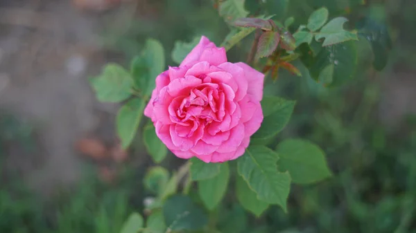 Een Closeup Shot Van Een Rose Roos Een Tuin — Stockfoto