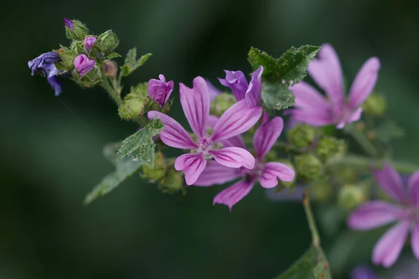 Närbild Färgglad Blomma Med Suddig Bakgrund — Stockfoto