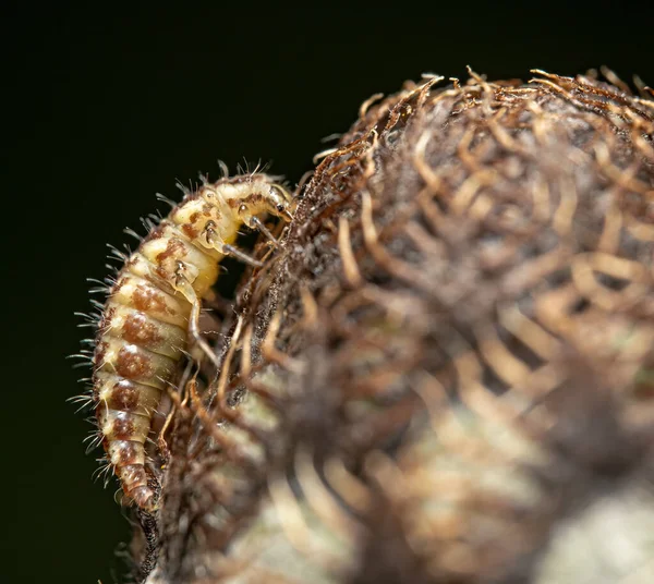 Een Closeup Van Een Worm Een Droge Plant Tegen Een — Stockfoto