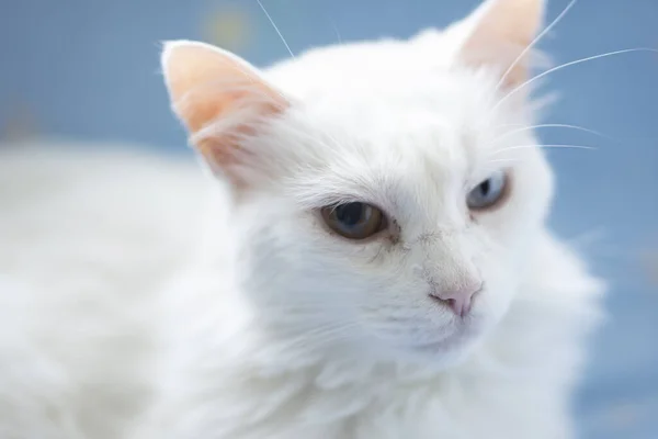 Detailní Záběr Krásné Bílé Kočky Modrém Pozadí — Stock fotografie