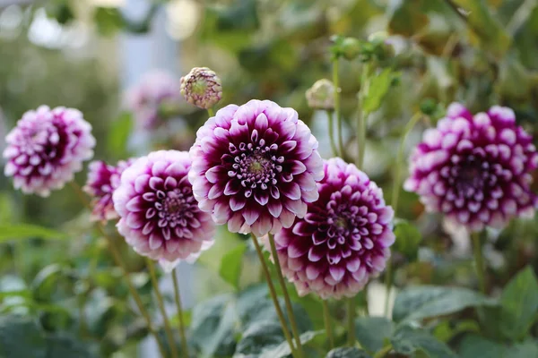 Floraison Des Fleurs Dahlia Dans Jardin — Photo