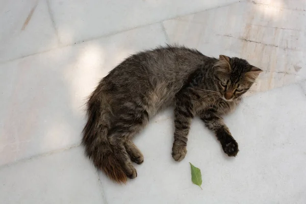 Close Gato Preguiçoso Deitado Chão — Fotografia de Stock