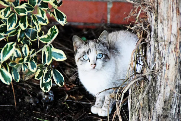 在花园里 一只长着明亮眼睛的条纹猫的特写镜头 — 图库照片