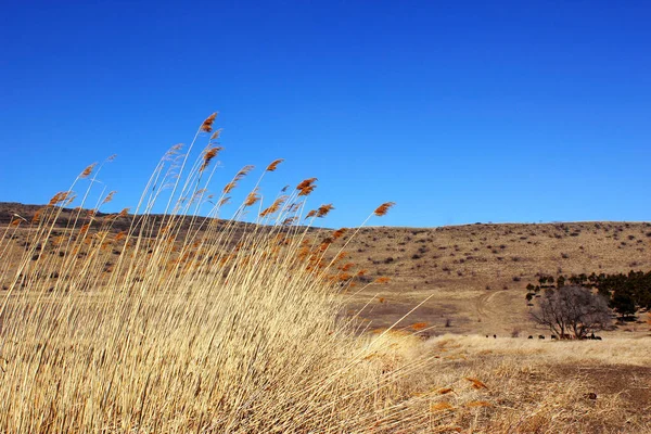 Árvores Secas Plantas Paisagem Natural — Fotografia de Stock