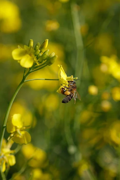 在模糊的背景下 蜜蜂在开花的黄花上授粉的选择性焦点 — 图库照片