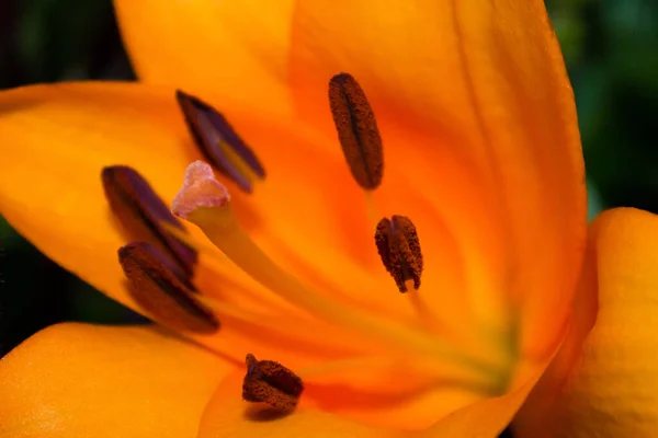 Virágzó Liliom Virág Közelsége Virágüzletben — Stock Fotó