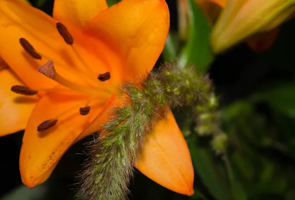 Çiçekçide Çiçek Açan Lily Nin Yakın Çekimi — Stok fotoğraf