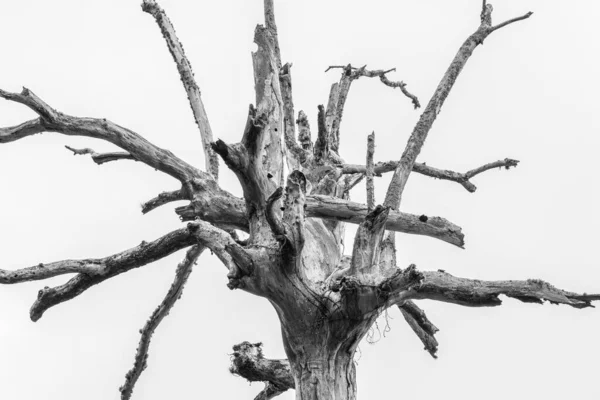 Tiro Escala Cinza Galhos Árvores Secas — Fotografia de Stock