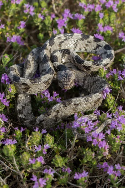 A European Cat Snake, or Soosan Snake, Telescopus fallax, curled up on Mediterranean Thyme shrub with purple flowers, Thymbra capitata, in Malta