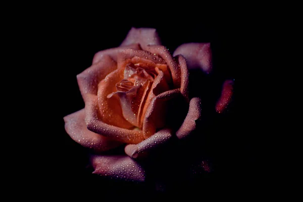 Uma Rosa Elegante Com Gotas Água Escuro — Fotografia de Stock