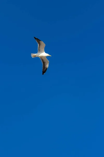 Vue Angle Bas Une Mouette Volant Dans Ciel Bleu Clair — Photo