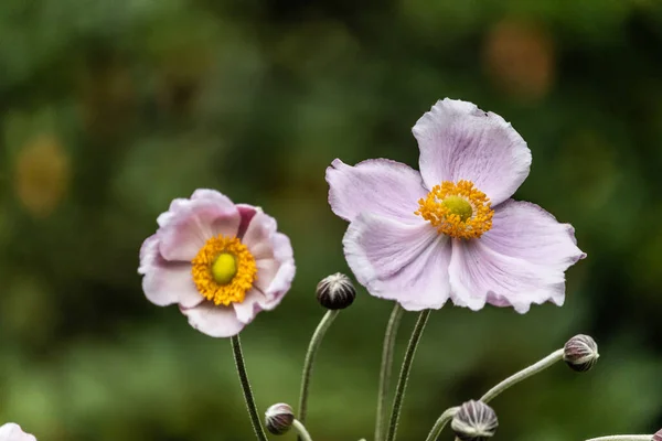 Close Belas Flores Anêmona Japonesa Com Luzes Bokeh Fundo — Fotografia de Stock