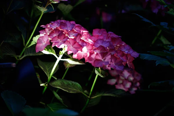 Ένα Κοντινό Πλάνο Ενός Πολύχρωμου Λουλουδιού Θολό Φόντο — Φωτογραφία Αρχείου