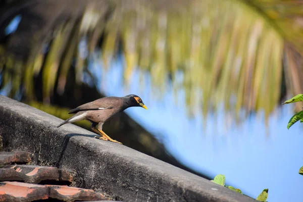 Eine Nahaufnahme Einer Gemeinen Myna Die Auf Einer Holzoberfläche Thront — Stockfoto