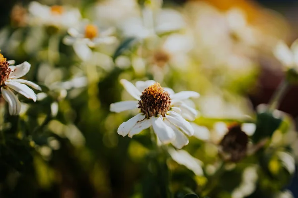 Bulanık Bir Arkaplanda Dar Yapraklı Bir Zinnia Çiçeğinin Yakın Plan — Stok fotoğraf