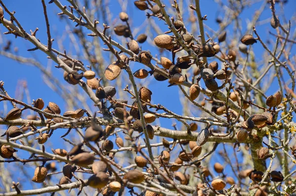 Almendro Cosechado Alentejo Portugal Portugal Fin Europa — Foto de Stock