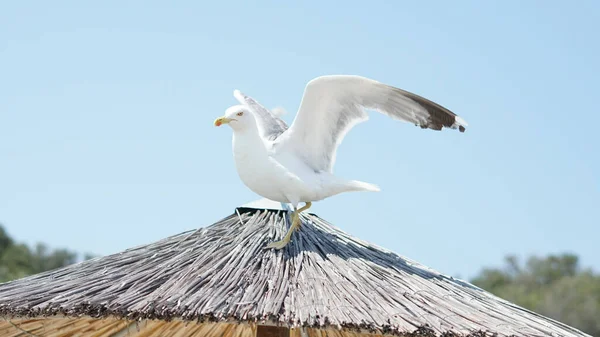 Primer Plano Una Gaviota Parte Superior Paraguas — Foto de Stock