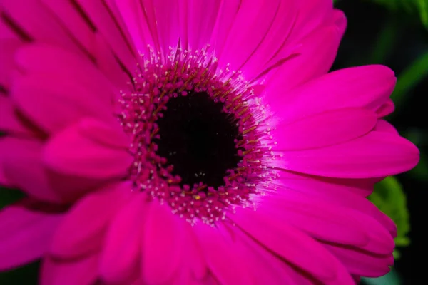Gerbera ดอกไม ชมพ บานในร านดอกไม — ภาพถ่ายสต็อก