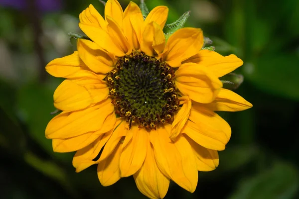 Sebuah Bunga Kuning Rudbeckia Mekar Dengan Latar Belakang Hijau Kabur — Stok Foto