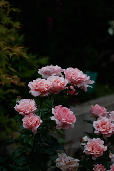 Primer Plano Una Colorida Flor Con Fondo Borroso — Foto de Stock