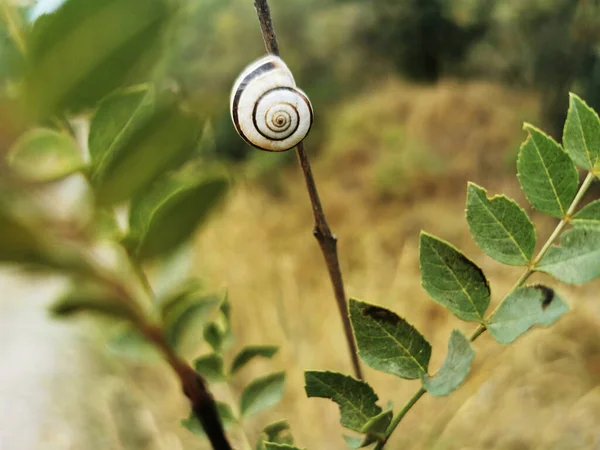 枝に白いカタツムリの殻の閉鎖 スペインのグアドラックス シエラ — ストック写真
