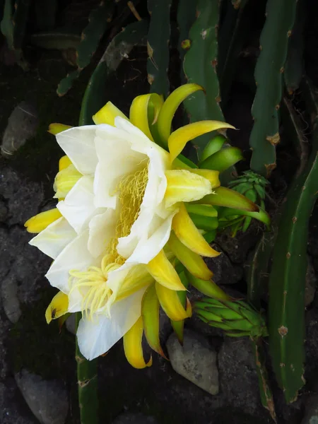 Tiro Close Uma Flor Epiphyllum Florescendo — Fotografia de Stock