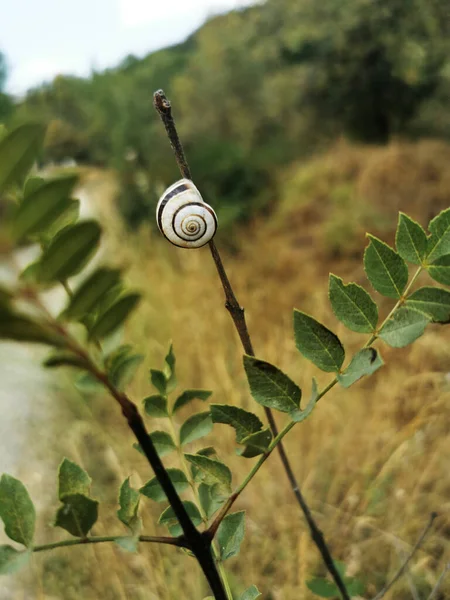 Vertical Closeup White Snail Shell Branch Guadalix Sierra Spain — Stock Photo, Image