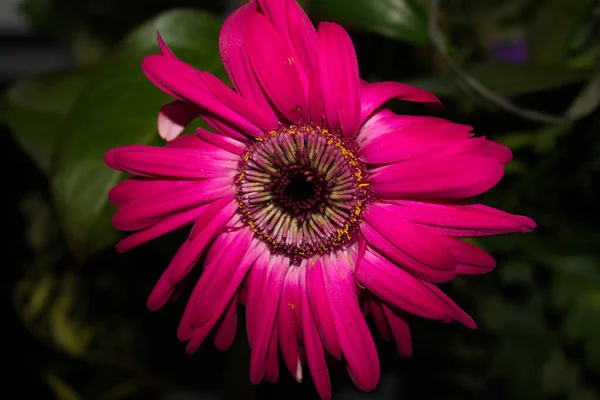 Closeup Blooming Pink Gerbera Flower Flower Sho — Stock Photo, Image