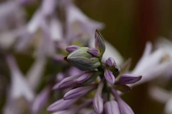 Primer Plano Una Colorida Flor Con Fondo Borroso — Foto de Stock