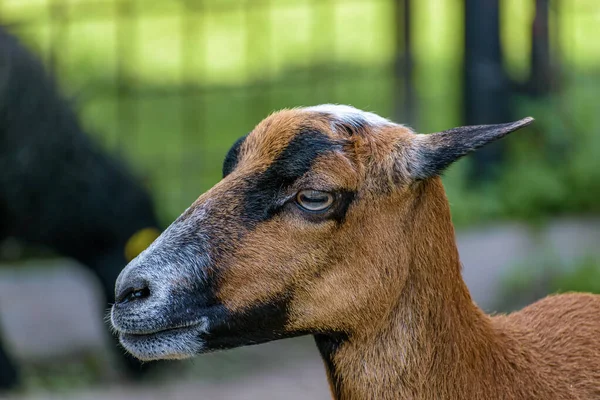 Närbild Ett Gethuvud — Stockfoto