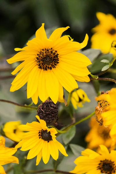 Tiro Close Belos Coneflowers Amarelos Campo — Fotografia de Stock