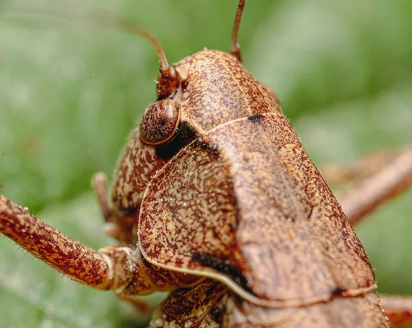 Macro Shot Grasshopper Green Leaf — Stock Photo, Image