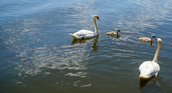 Крупный План Двух Лебедей Детей Плавающих Воде Открытом Воздухе — стоковое фото